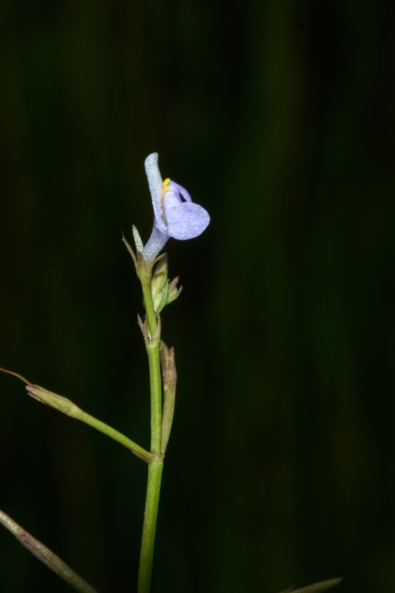 Sparrow false pimpernel: Herbaceous plant belonging to Linderniaceae family