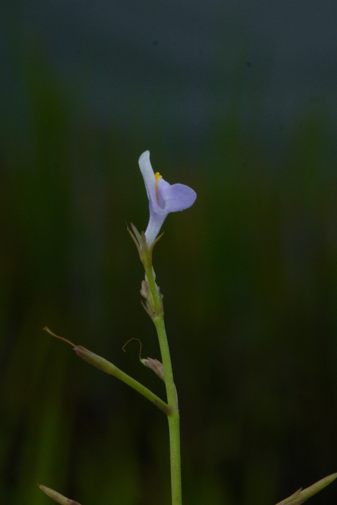 Sparrow false pimpernel: Herbaceous plant belonging to Linderniaceae family