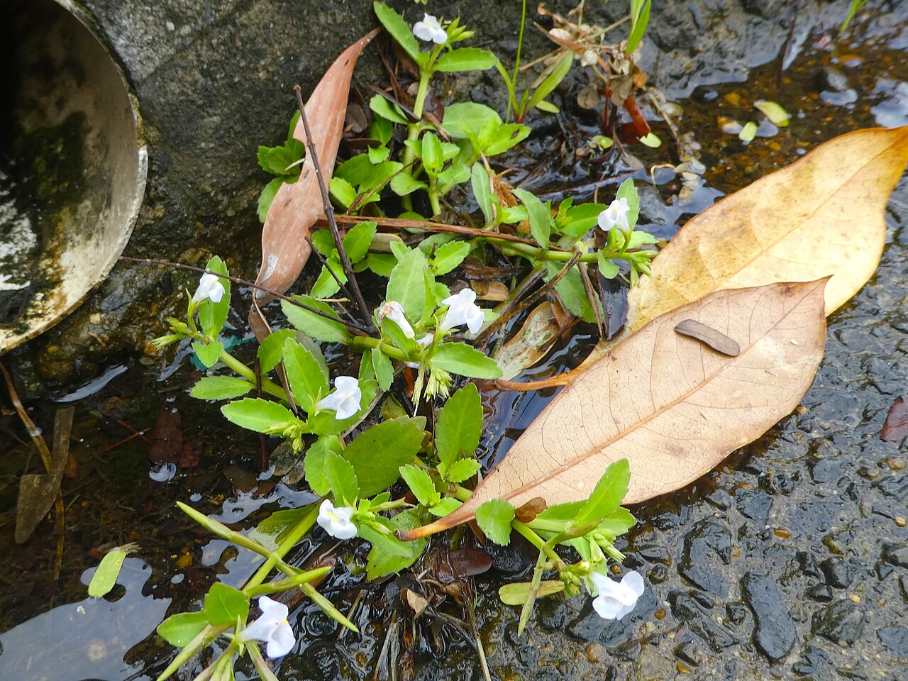 Sparrow false pimpernel: Bonnaya antipoda in Cairns, Queensland, April 2024