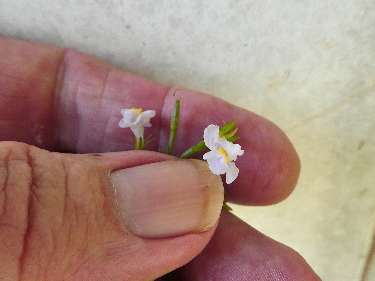 Sparrow false pimpernel: Bonnaya antipoda in Cairns, Queensland, April 2024