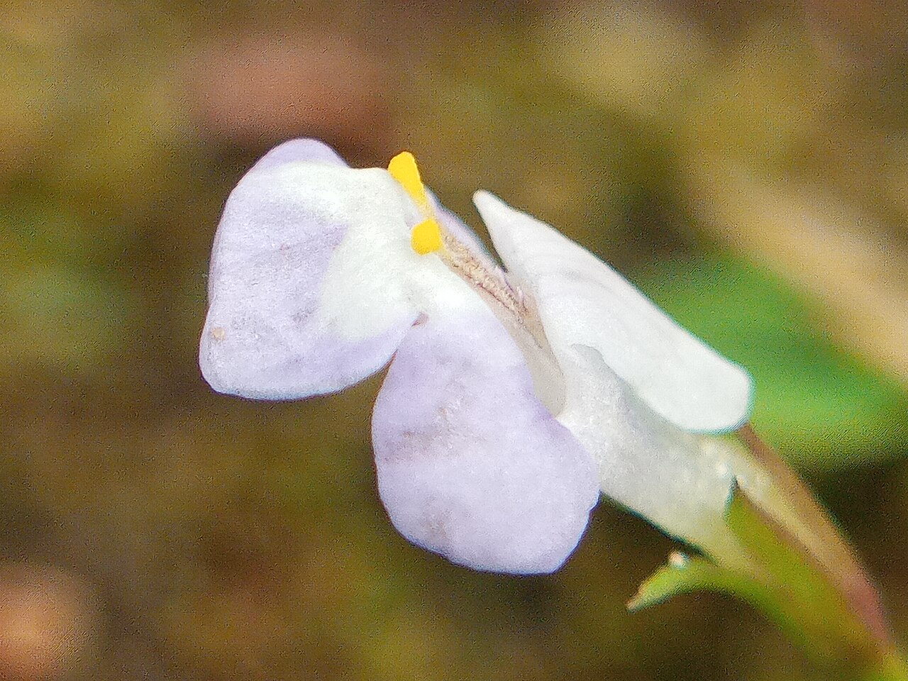 Sparrow false pimpernel: Bonnaya antipoda