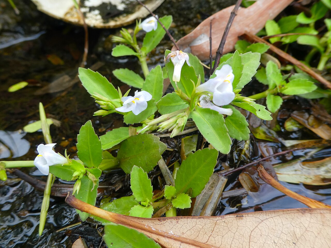 Sparrow false pimpernel: Bonnaya antipoda in Cairns, Queensland, April 2024