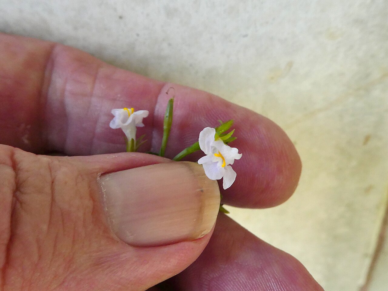 Sparrow false pimpernel: Bonnaya antipoda in Cairns, Queensland, April 2024