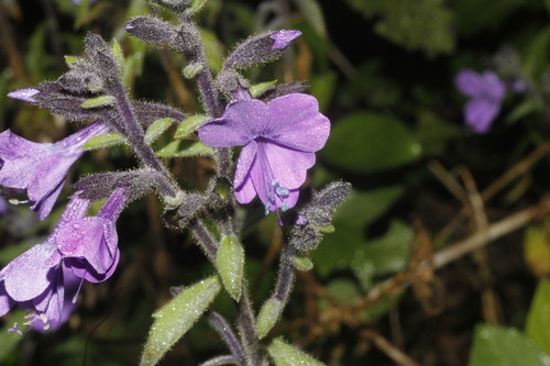 Bonplandia geminiflora (Bonplandia geminiflora)
