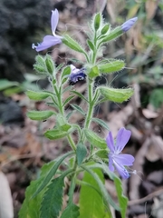 Bonplandia geminiflora (Bonplandia geminiflora)