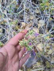 Bonplandia geminiflora (Bonplandia geminiflora)