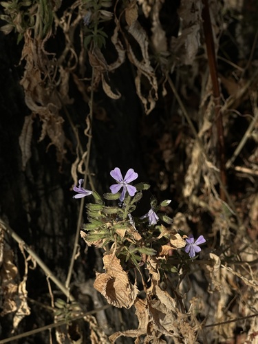 Bonplandia geminiflora (Bonplandia geminiflora)