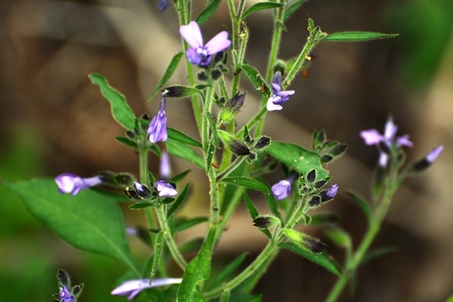 Bonplandia geminiflora (Bonplandia geminiflora)