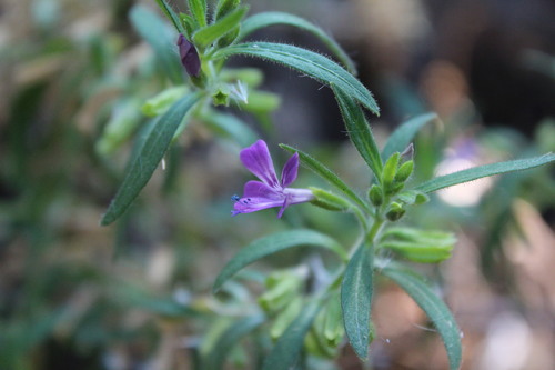 Bonplandia geminiflora (Bonplandia geminiflora)