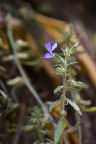 Bonplandia geminiflora (Bonplandia geminiflora)