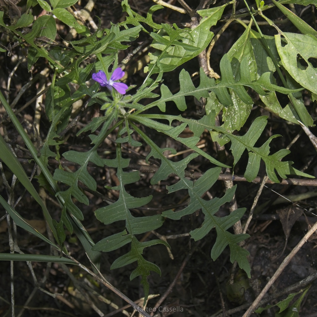 Bonplandia geminiflora (Bonplandia geminiflora)