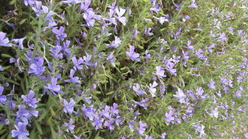 Bonplandia geminiflora (Bonplandia geminiflora)