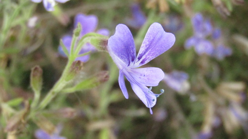 Bonplandia geminiflora (Bonplandia geminiflora)