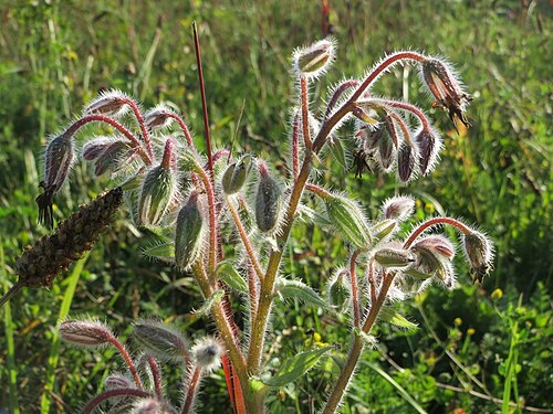 Common borage: Borretsch ( Borago officinalis ) nahe der Ostspange in Saarbrücken
