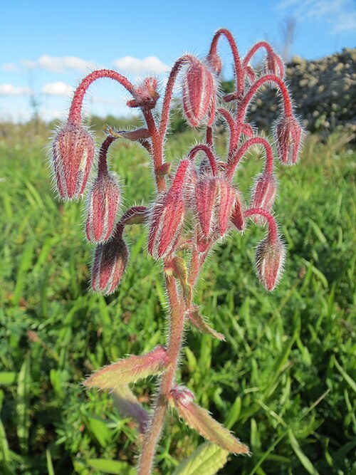 Common borage: Borretsch ( Borago officinalis ) im Natur- und Landschaftsschutzgebiet „Schwetzinger Wiesen“