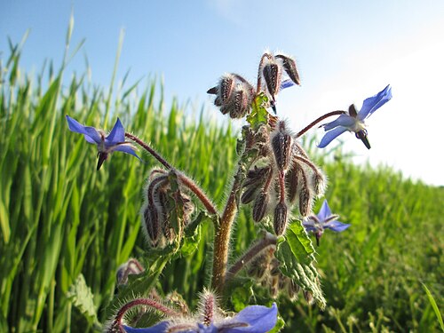 Common borage: Borretsch ( Borago officinalis ) im Landschaftsschutsgebiet „Saalbachniederung“ bei Bruchsal - ursrünglich aus dem Mittelmeergebiet, seit dem späten Mittelalter