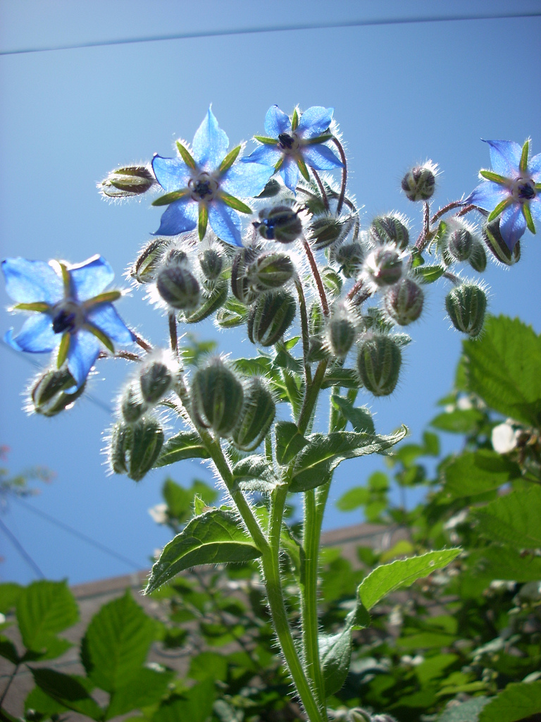 Common borage: Blue borage flowers, California