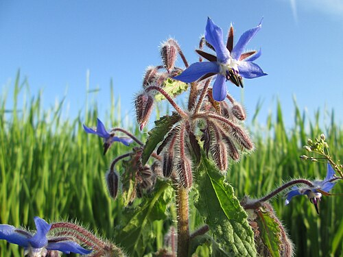 Common borage: Borretsch ( Borago officinalis ) im Landschaftsschutsgebiet „Saalbachniederung“ bei Bruchsal - ursrünglich aus dem Mittelmeergebiet, seit dem späten Mittelalter