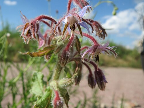 Common borage: Borretsch ( Borago officinalis ) auf einer Ruderalfläche in Hockenheim-Talhaus