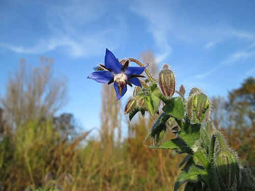 Common borage: Borretsch ( Borago officinalis ) bei Reilingen