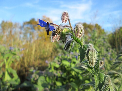 Common borage: Borretsch ( Borago officinalis ) bei Reilingen