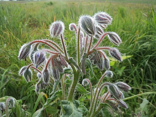 Common borage: Borretsch ( Borago officinalis ) im Hockenheimer Rheinbogen
