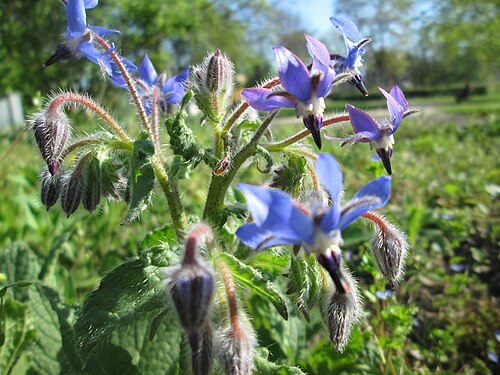 Common borage: Borretsch ( Borago officinalis ) in Saarbrücken