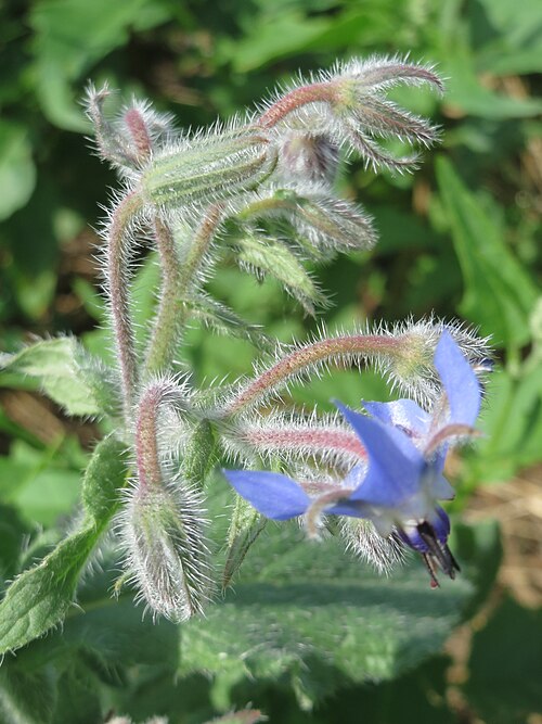 Common borage: Borretsch ( Borago officinalis ) in den Horststückern im Landschaftsschutzgebiet „Hockenheimer Rheinbogen“ - hier vermutlich ausgebracht in einer Saatmischung z