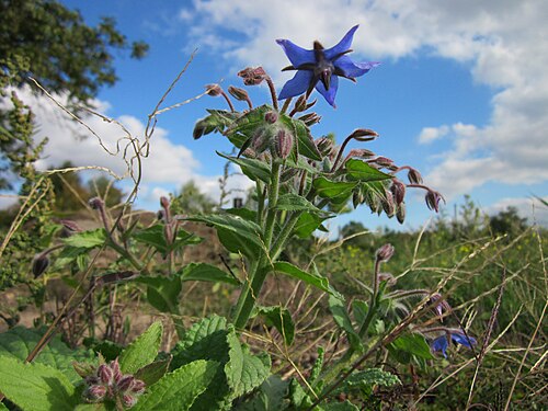 Common borage: Borretsch ( Borago officinalis ) auf einer Ruderalfläche beim Reilinger Friedhof