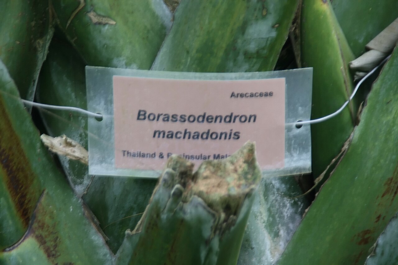 Borassodendron: Location taken: Fairchild Tropical Botanic Garden, Miami, FL USA. Names: Borassodendron machadonis (Ridl.) Becc., Bindang, Borassodendron, Palm, Shu Tou M Class