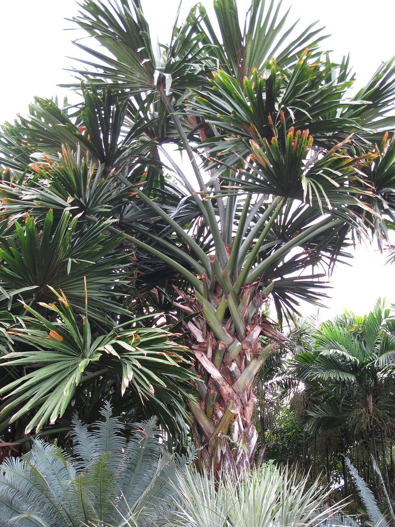 Borassodendron: Nong Nooch Tropical Garden, Pattaya, Thailand.
