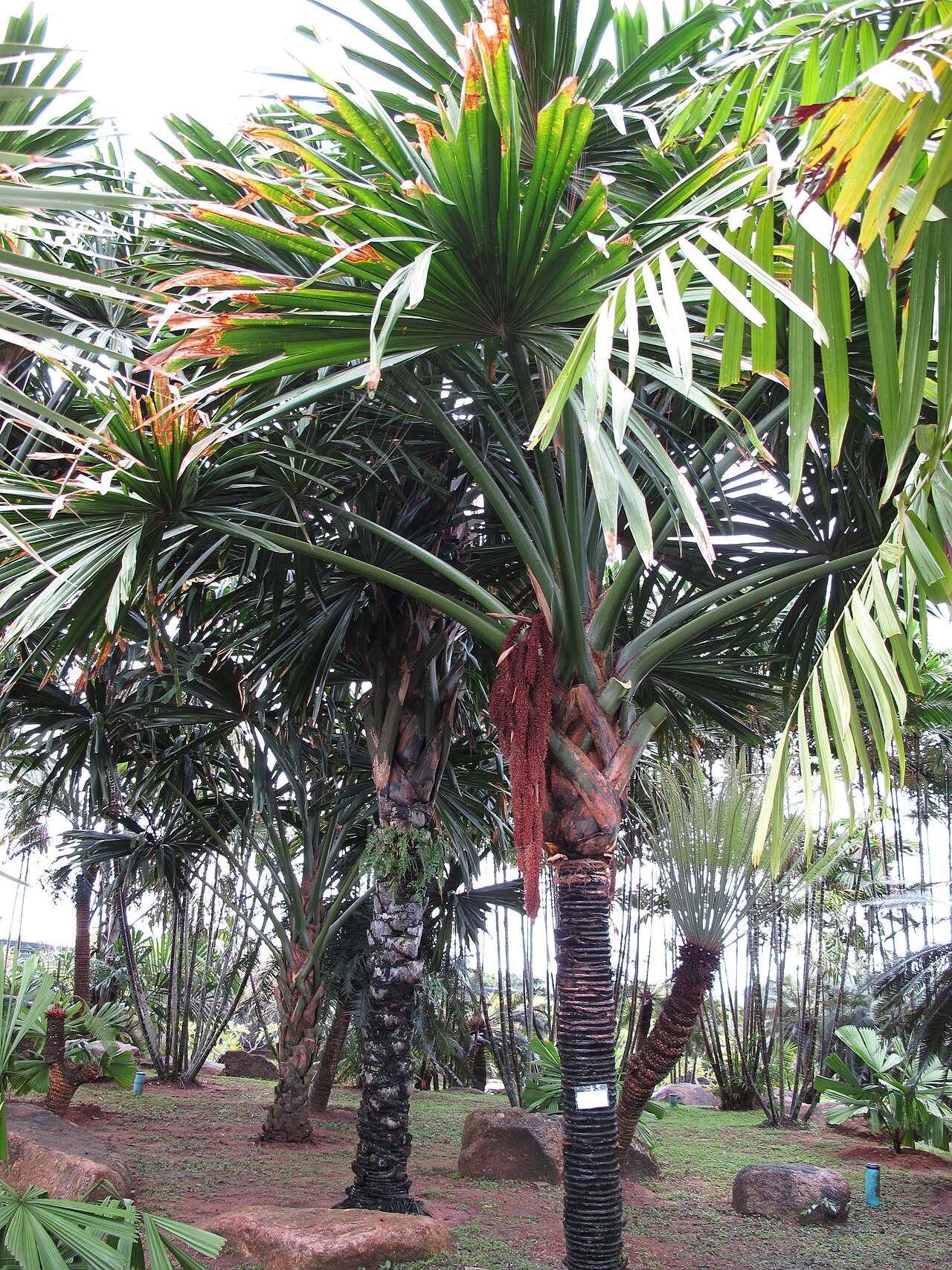 Borassodendron: Nong Nooch Tropical Garden, Pattaya, Thailand.