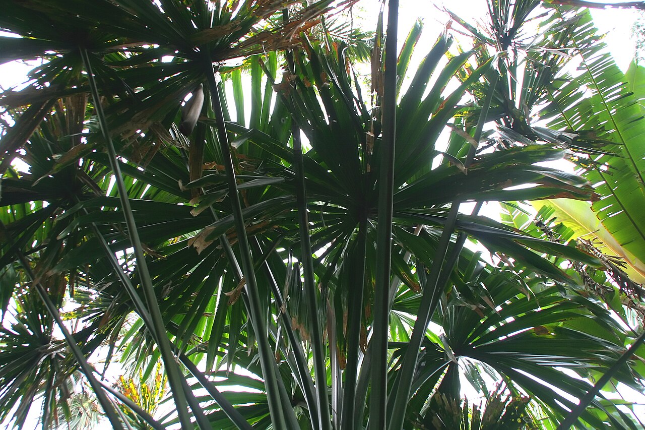 Borassodendron: Location taken: Fairchild Tropical Botanic Garden, Miami, FL USA. Names: Borassodendron machadonis (Ridl.) Becc., Bindang, Borassodendron, Palm, Shu Tou M Class