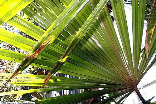 Borassodendron: Location taken: United States Botanic Garden. Names: Borassodendron machadonis (Ridl.) Becc., Bindang, Borassodendron, Palm, Shu Tou M Classification: Plantae >