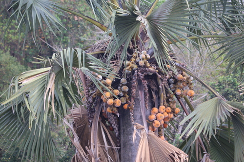 Palmyra palm (Borassus aethiopum)
