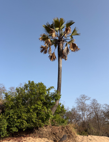 Palmyra palm (Borassus aethiopum)