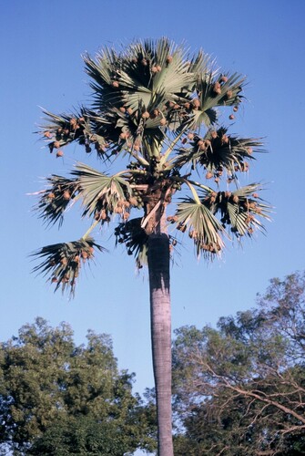 Palmyra palm (Borassus aethiopum)