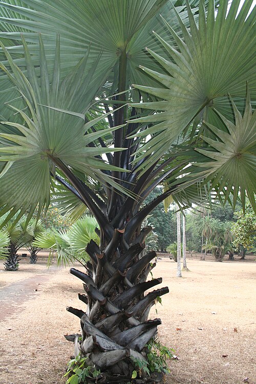 Palmyra palm: Borassus aethiopum, Limbe Botanical Garden, Cameroon