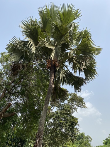 Palmyra palm (Borassus aethiopum)
