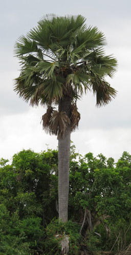 Palmyra palm (Borassus aethiopum)