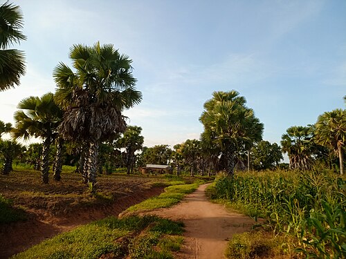 Palmyra palm: Parc à borassus dans la préfecture de Tandjouare au Togo