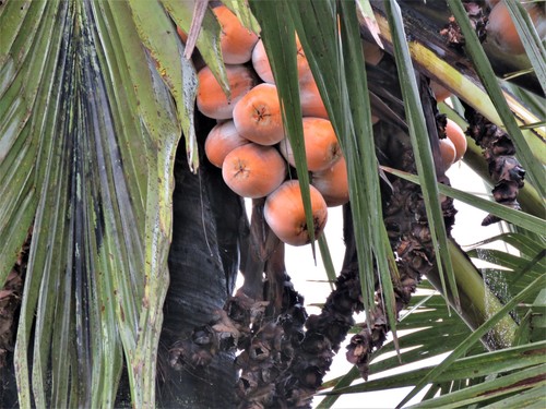 Palmyra palm (Borassus aethiopum)