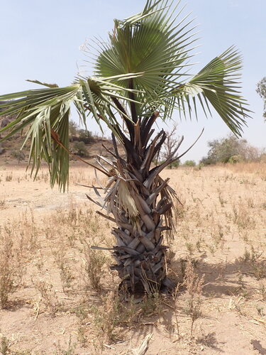 Palmyra palm (Borassus aethiopum)