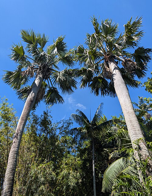 Palmyra palm: Borassus aethiopum in the Fairchild Tropical Botanic Garden, Miami
