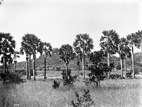 Ake Assi's palmyra palm: For documentary purposes the German Federal Archive often retained the original image captions , which may be erroneous, biased, obsolete or politically extreme