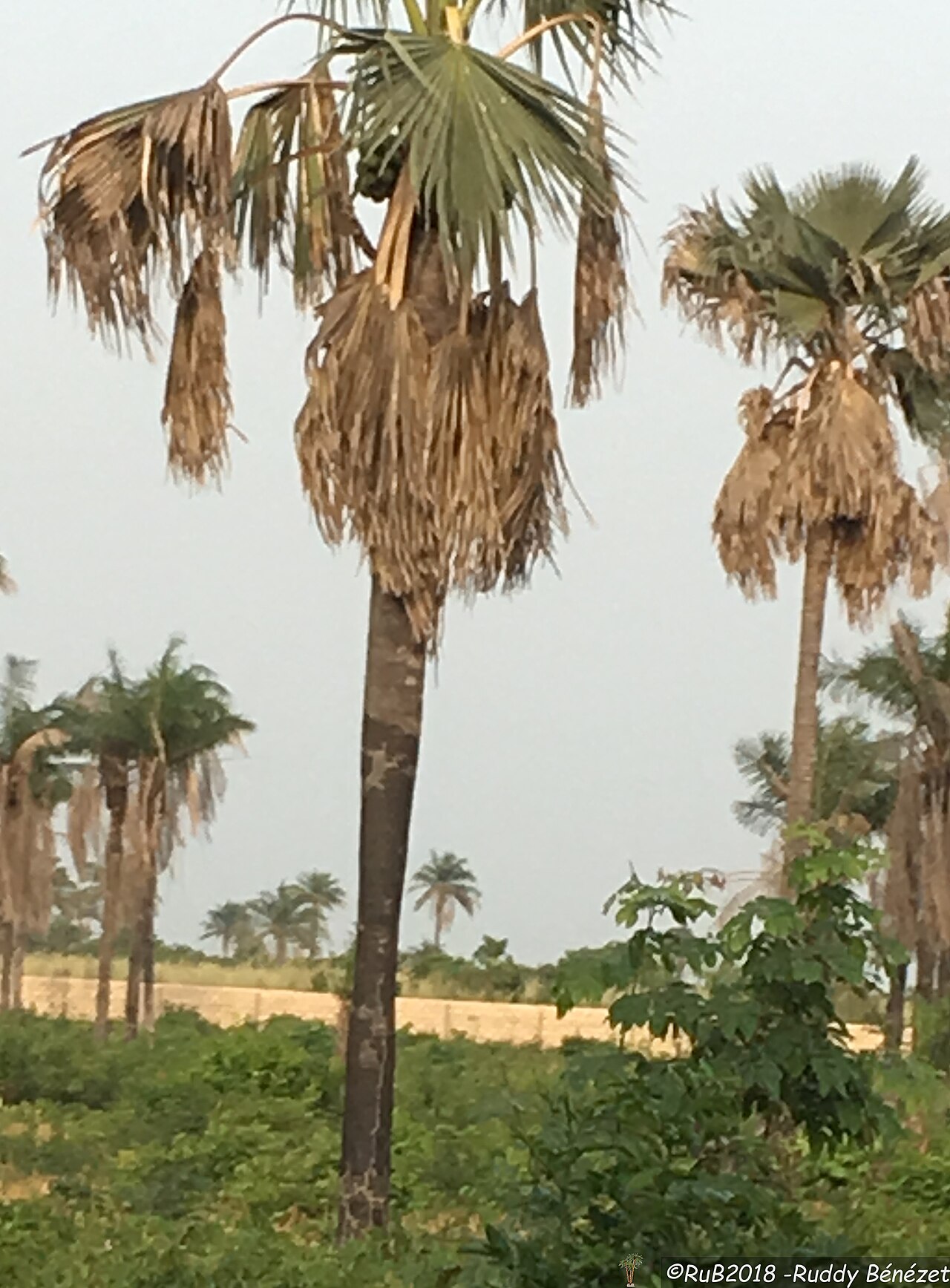 Ake Assi's palmyra palm: Borassus akeassii en Casamance au Sénégal