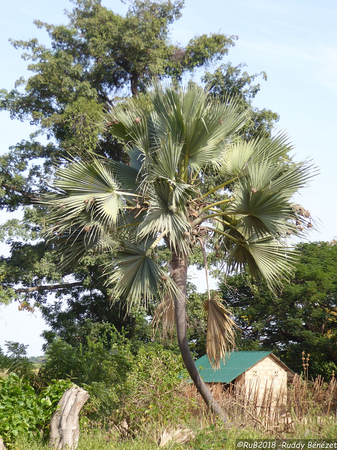 Ake Assi's palmyra palm: Borassus akeassii en Casamance au Sénégal , avec des inflorescences mâle