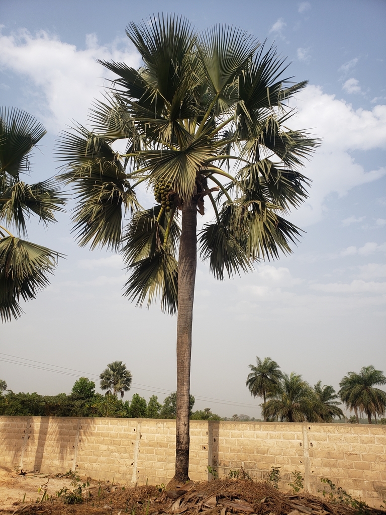 Ake Assi's palmyra palm (Borassus akeassii)