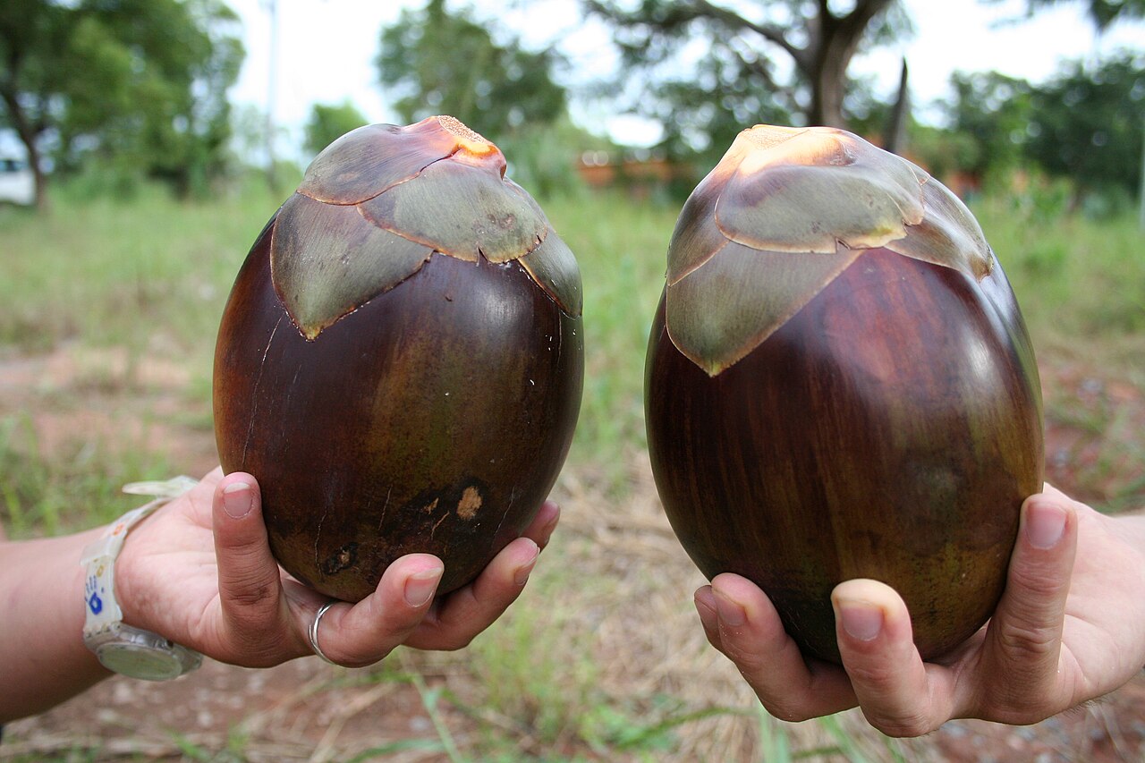 Ake Assi's palmyra palm: Fruits of Borassus ake-assii, Burkina Faso