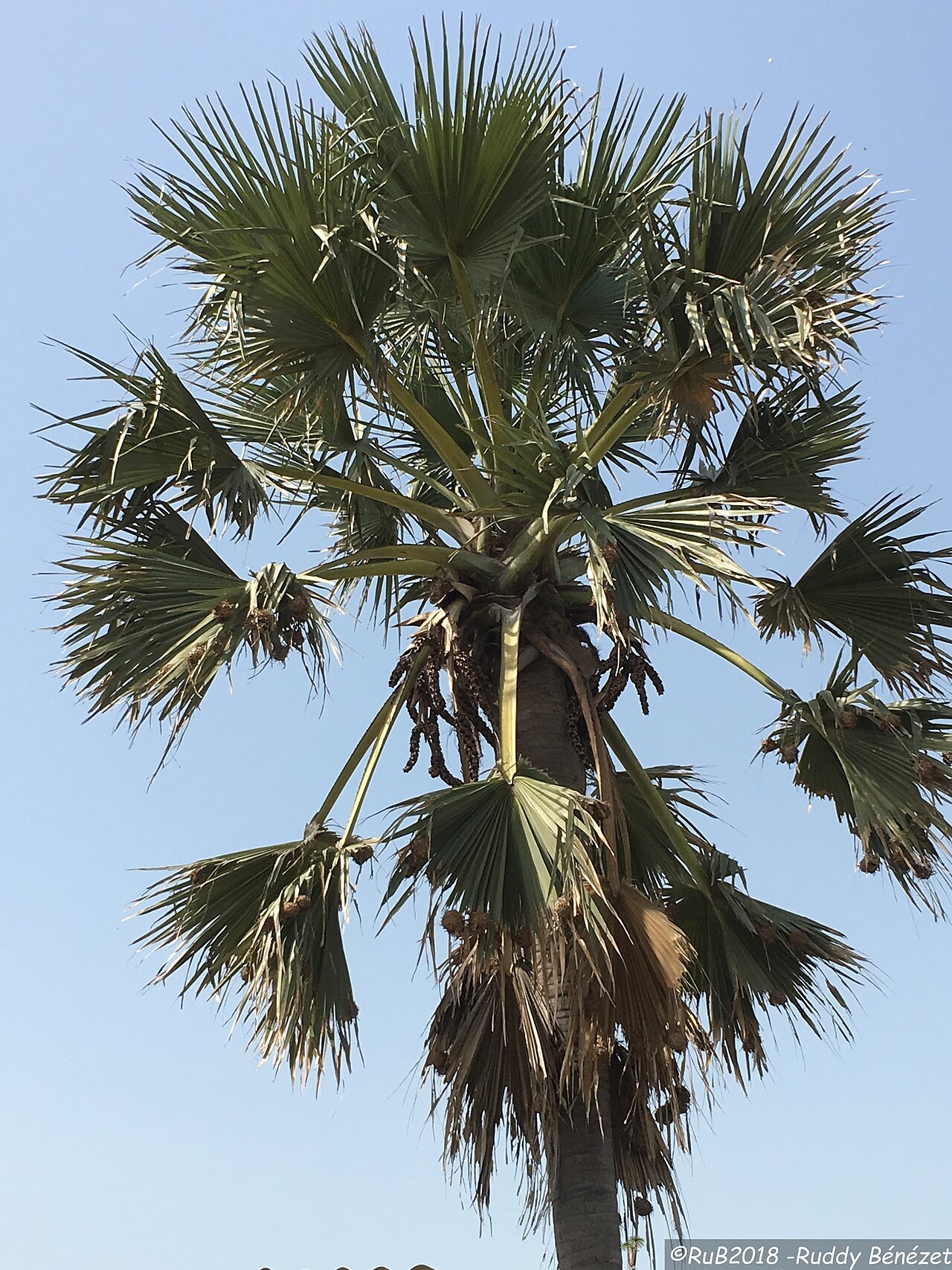 Ake Assi's palmyra palm: Borassus akeassii inflorescence mâle en Casamance au Sénégal